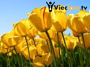 Logo Cty TNHH 1 thành viên Tâm Phát